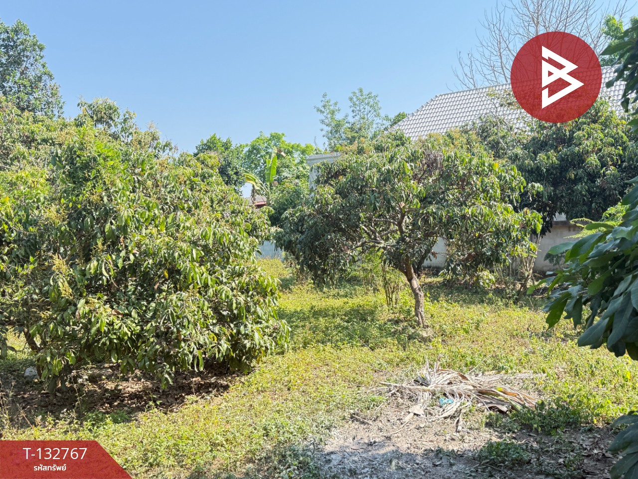 ขายที่ดิน เนื้อที่ 236 ตารางวา สารภี เชียงใหม่ 2