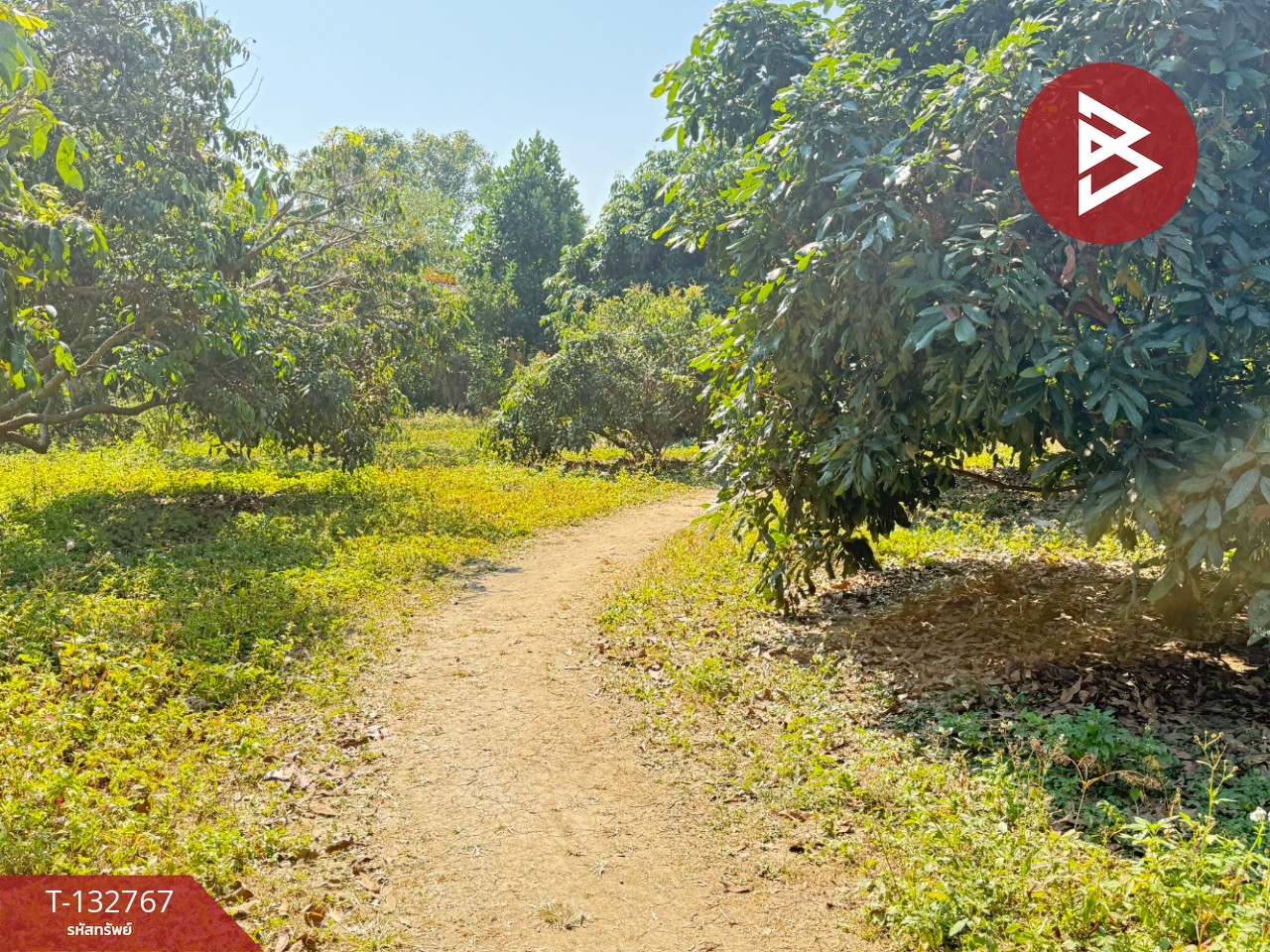 ขายที่ดิน เนื้อที่ 236 ตารางวา สารภี เชียงใหม่ 6