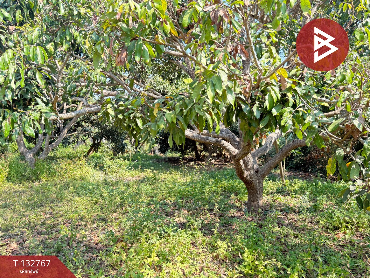 ขายที่ดิน เนื้อที่ 236 ตารางวา สารภี เชียงใหม่ 9