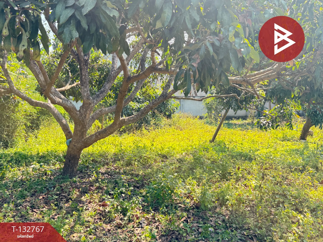 ขายที่ดิน เนื้อที่ 236 ตารางวา สารภี เชียงใหม่ 8