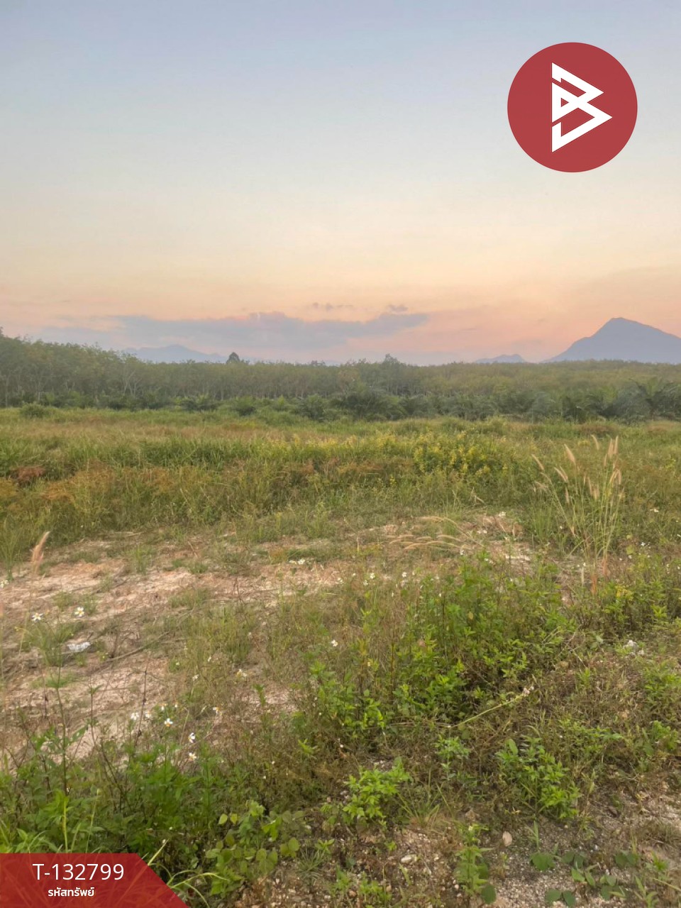 ขายที่ดิน เนื้อที่ 2 ไร่ 2 งาน 3 ตร.วา นาบอน นครศรีธรรมราช 3