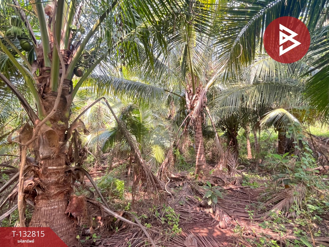 ขายที่ดิน เนื้อที่ 1 ไร่ 3 งาน 28 ตร.วา อัมพวา สมุทรสงคราม 11