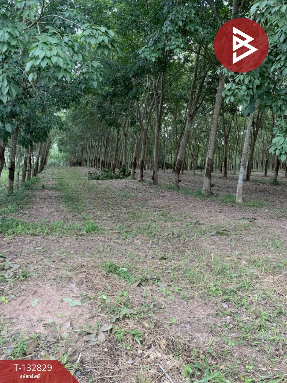 ขายที่ดิน เนื้อที่ 9 ไร่ 42 ตร.วา วังจันทร์ ระยอง 2