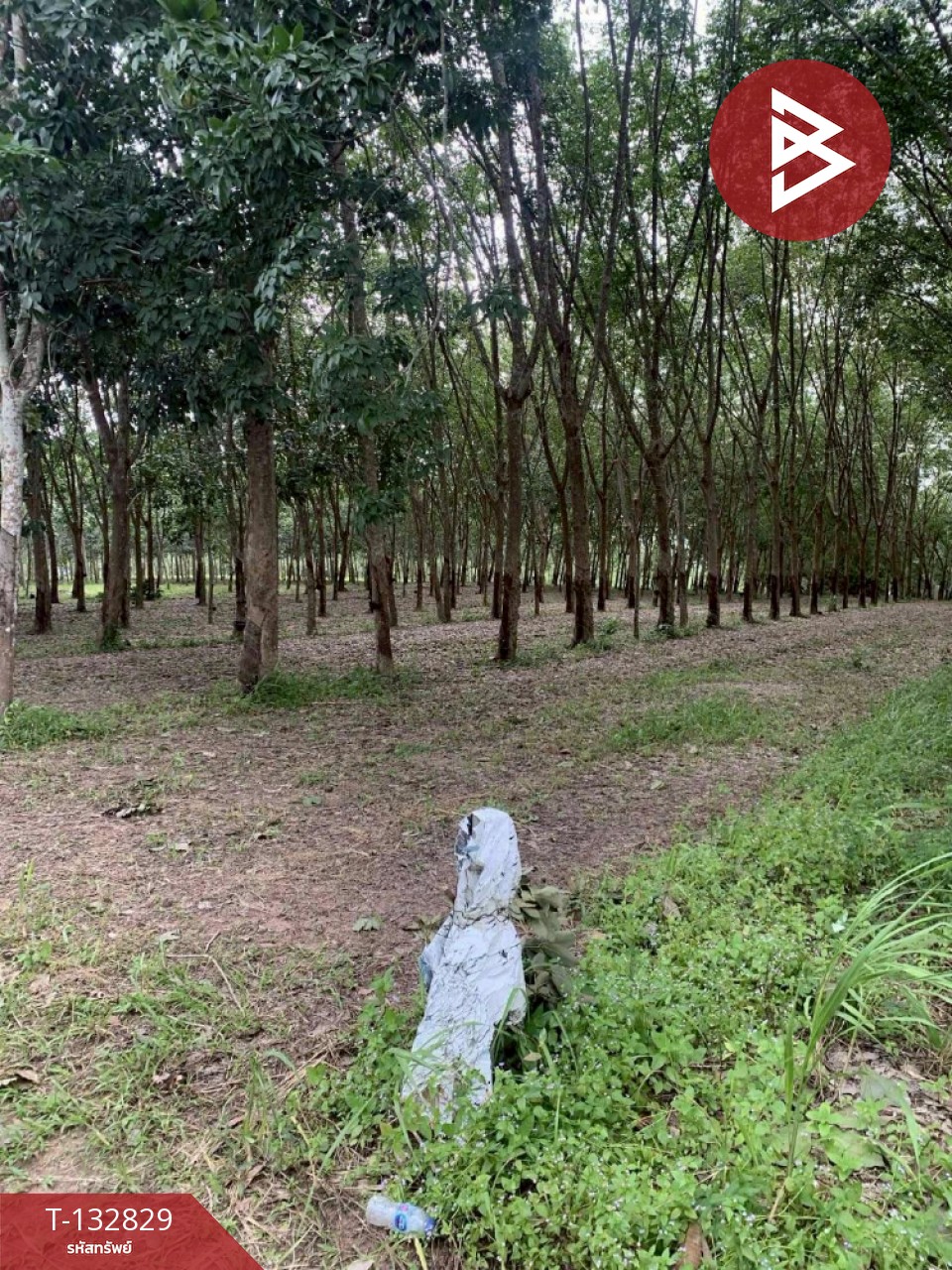 ขายที่ดิน เนื้อที่ 9 ไร่ 42 ตร.วา วังจันทร์ ระยอง 6