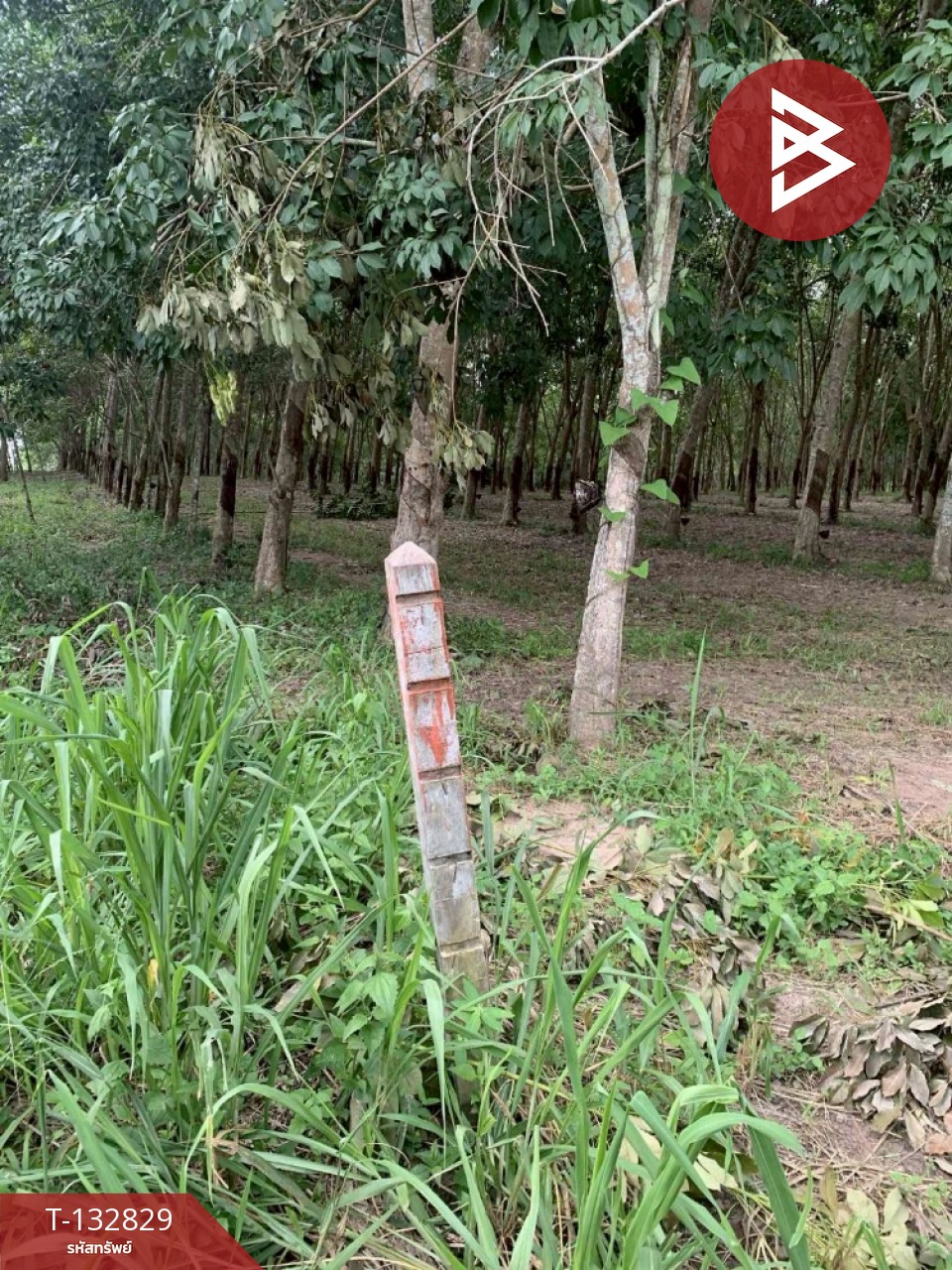 ขายที่ดิน เนื้อที่ 9 ไร่ 42 ตร.วา วังจันทร์ ระยอง 5