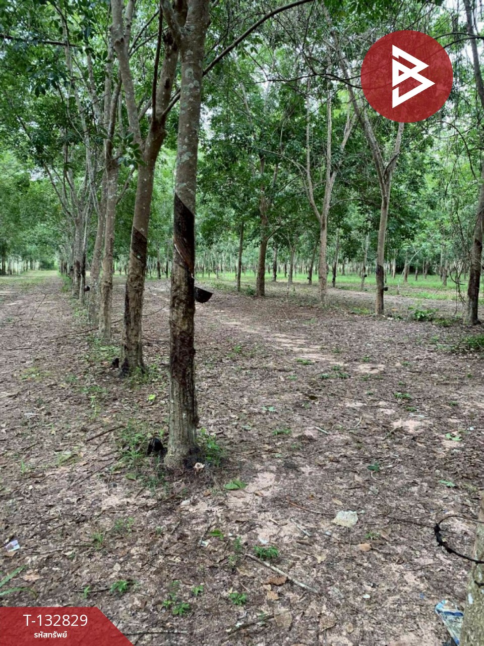 ขายที่ดิน เนื้อที่ 9 ไร่ 42 ตร.วา วังจันทร์ ระยอง 4