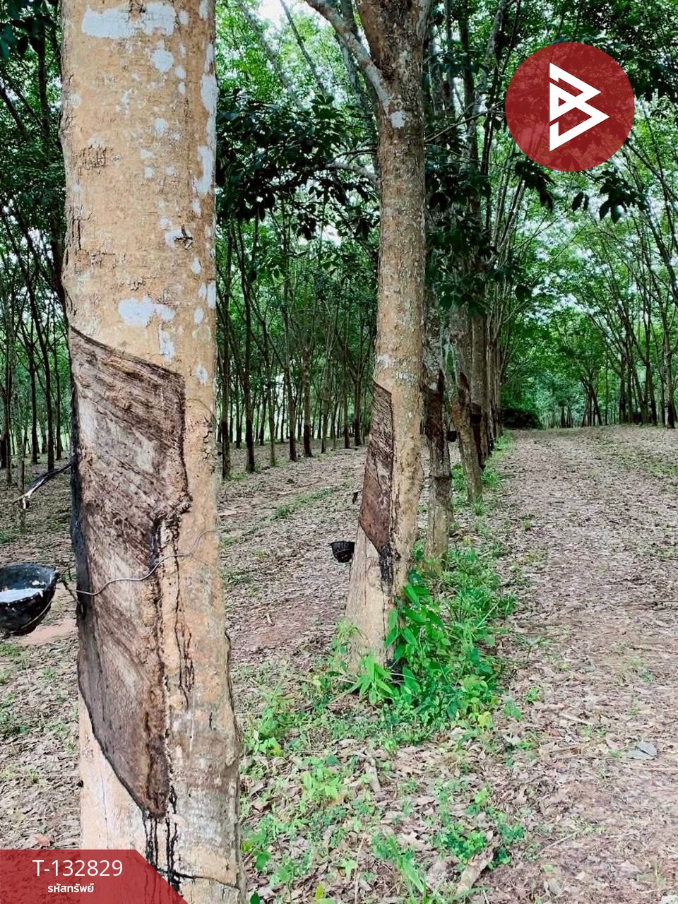 ขายที่ดิน เนื้อที่ 9 ไร่ 42 ตร.วา วังจันทร์ ระยอง 11