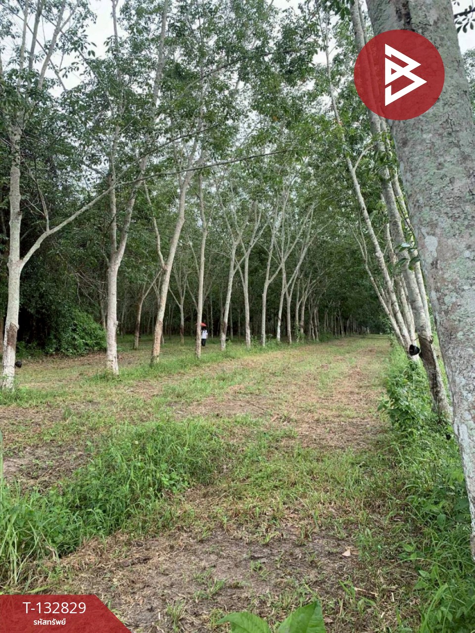 ขายที่ดิน เนื้อที่ 9 ไร่ 42 ตร.วา วังจันทร์ ระยอง 10