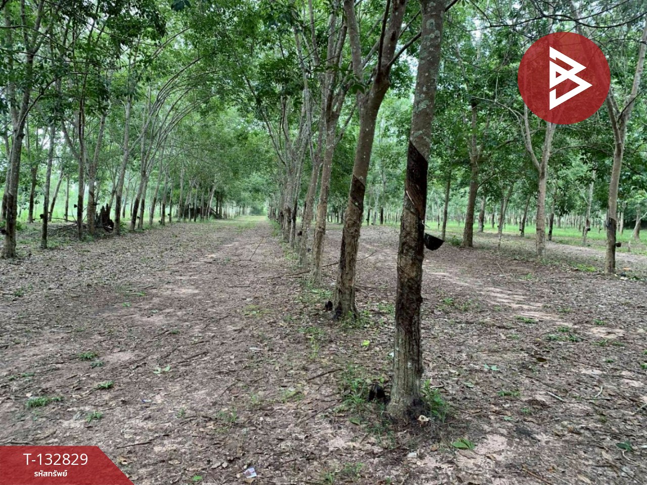 ขายที่ดิน เนื้อที่ 9 ไร่ 42 ตร.วา วังจันทร์ ระยอง 3