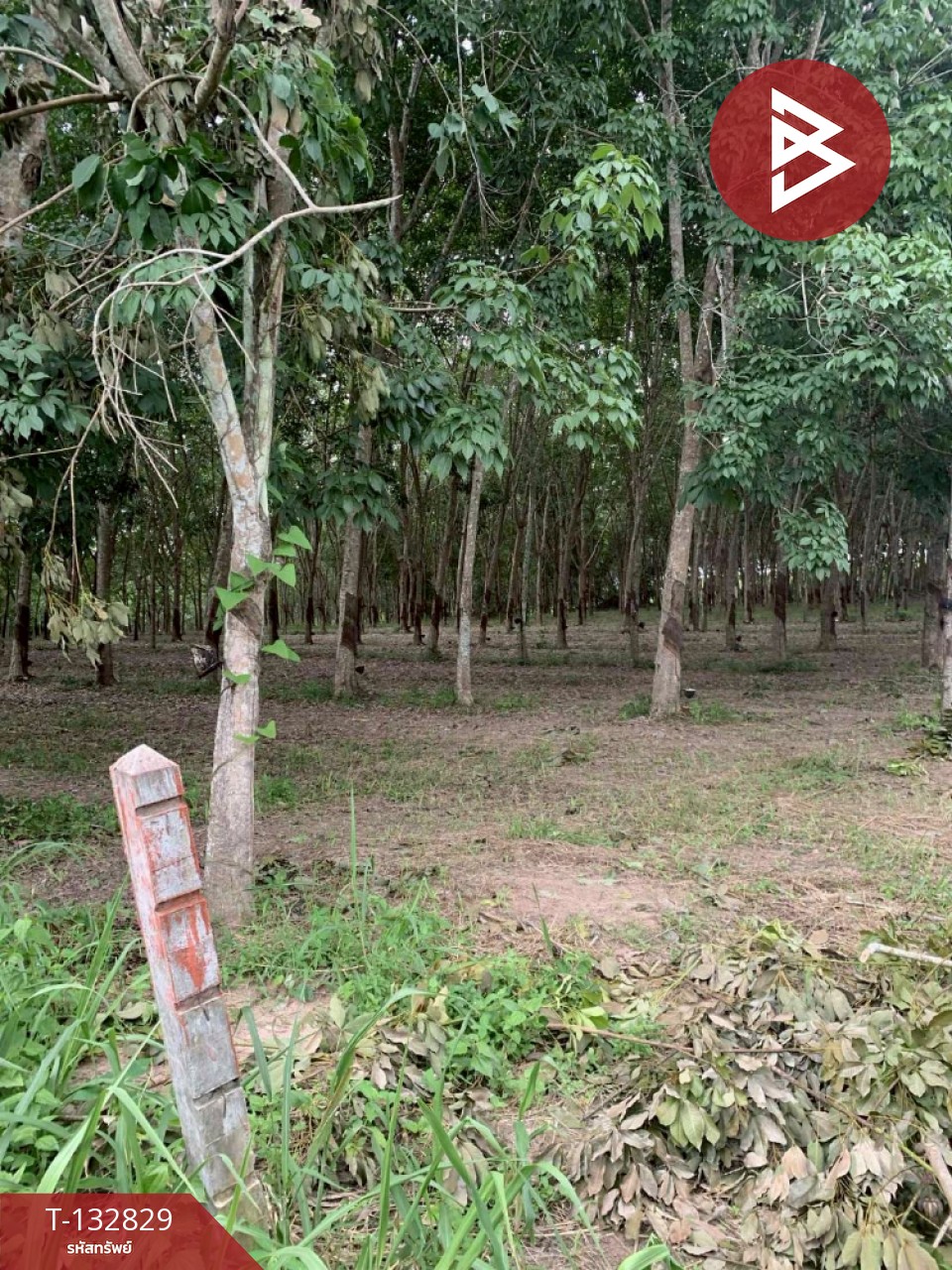 ขายที่ดิน เนื้อที่ 9 ไร่ 42 ตร.วา วังจันทร์ ระยอง 9