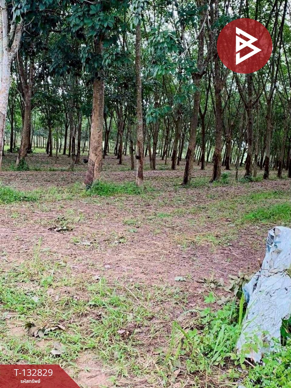 ขายที่ดิน เนื้อที่ 9 ไร่ 42 ตร.วา วังจันทร์ ระยอง 7