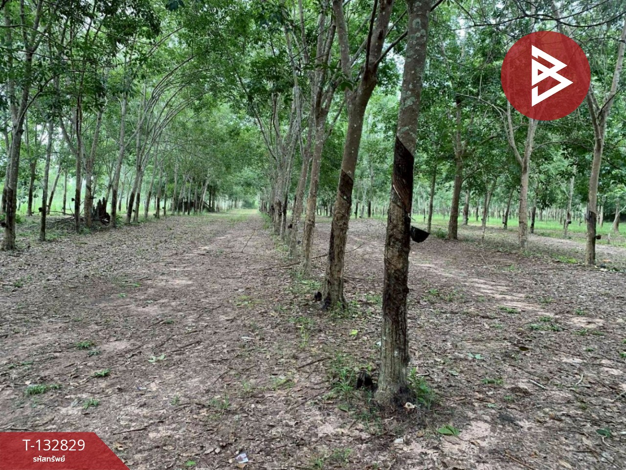 ขายที่ดิน เนื้อที่ 9 ไร่ 42 ตร.วา วังจันทร์ ระยอง 1