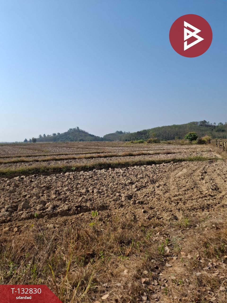 ขายที่ดิน เนื้อที่ 7 ไร่ 3 งาน 91 ตร.วา เทิง เชียงราย 1