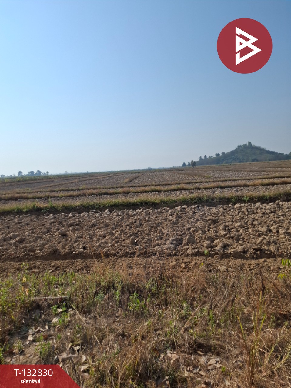 ขายที่ดิน เนื้อที่ 7 ไร่ 3 งาน 91 ตร.วา เทิง เชียงราย 6