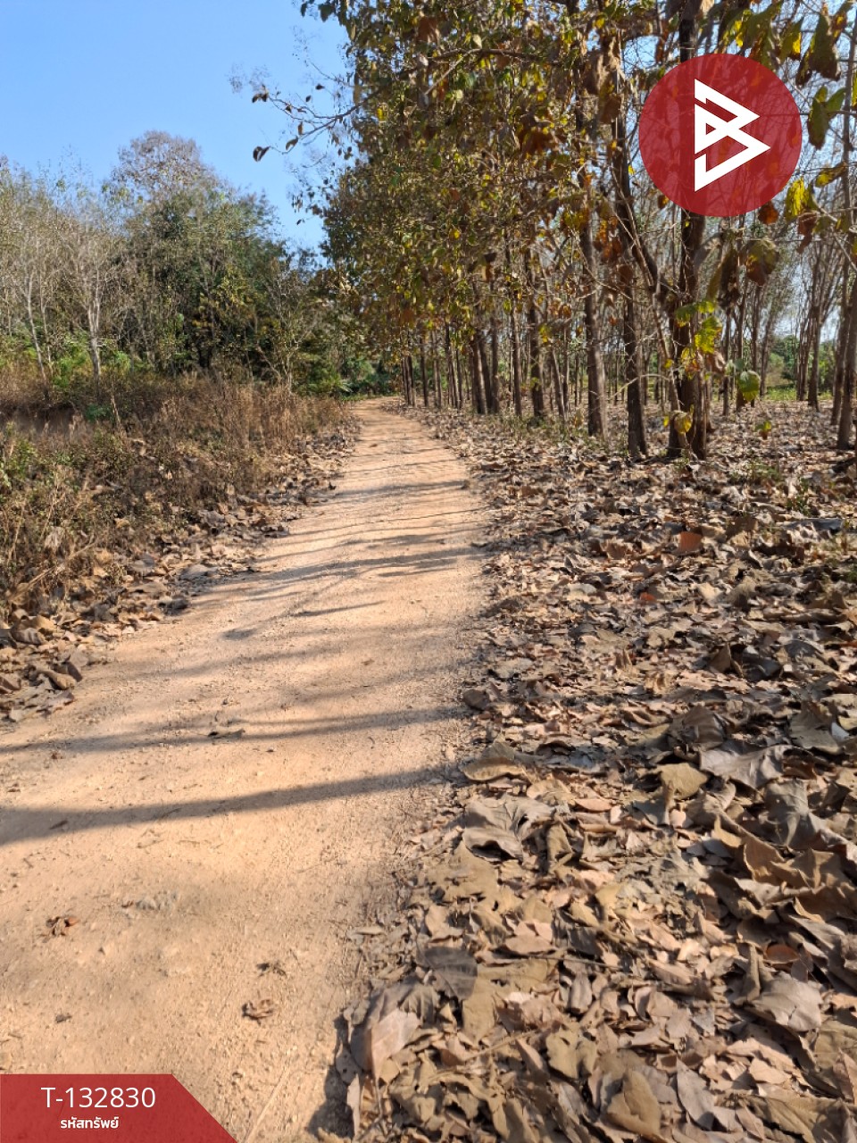 ขายที่ดิน เนื้อที่ 7 ไร่ 3 งาน 91 ตร.วา เทิง เชียงราย 8