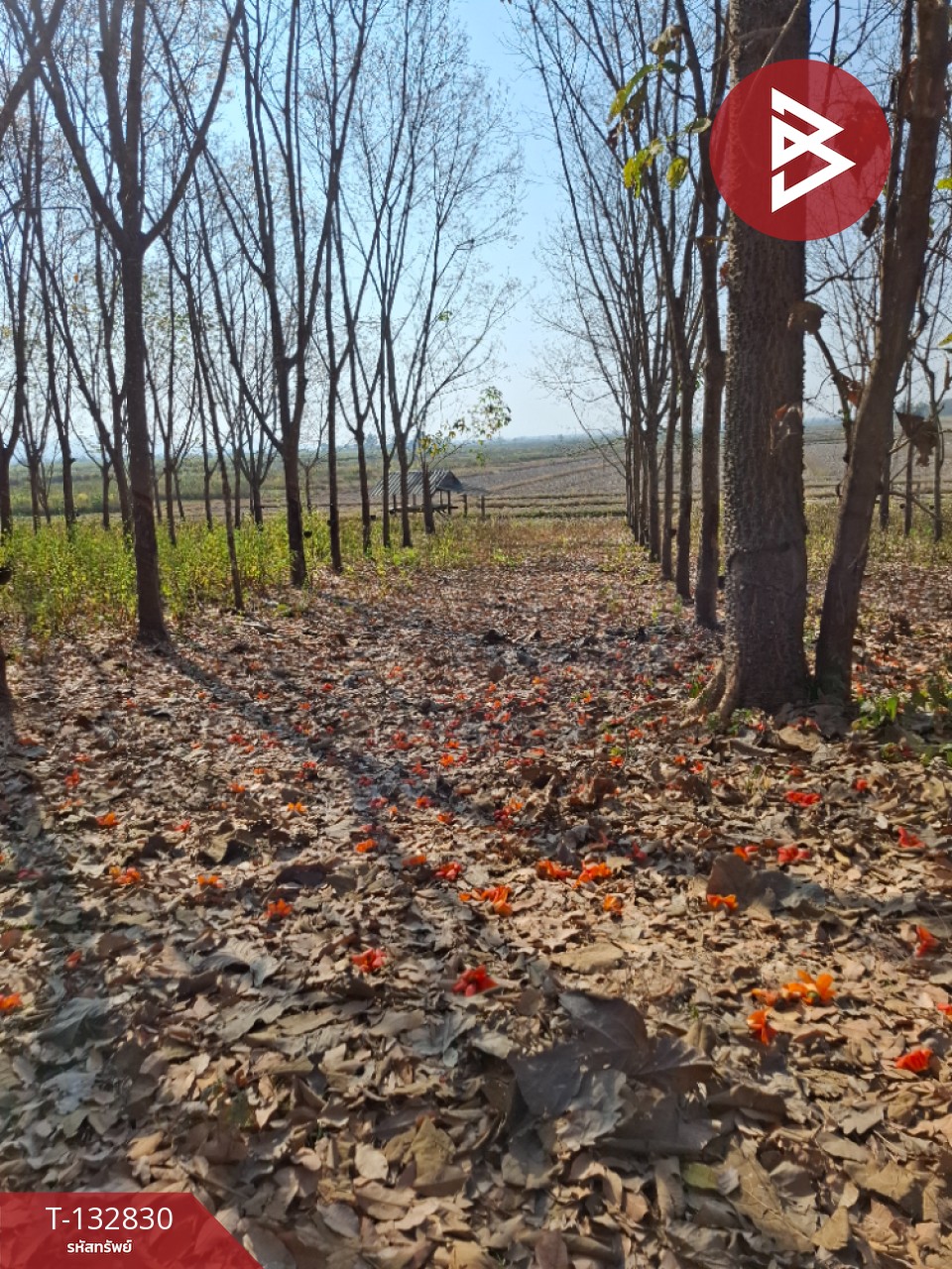 ขายที่ดิน เนื้อที่ 7 ไร่ 3 งาน 91 ตร.วา เทิง เชียงราย 11