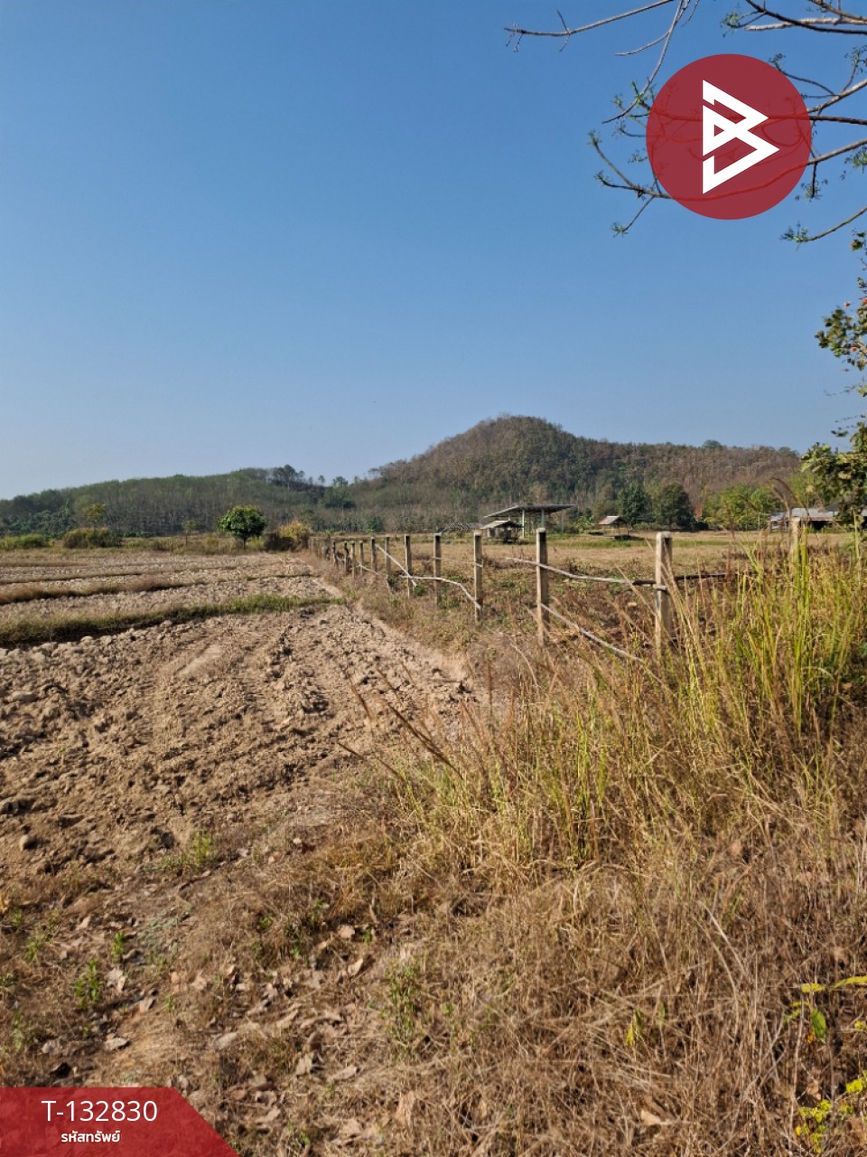 ขายที่ดิน เนื้อที่ 7 ไร่ 3 งาน 91 ตร.วา เทิง เชียงราย 7