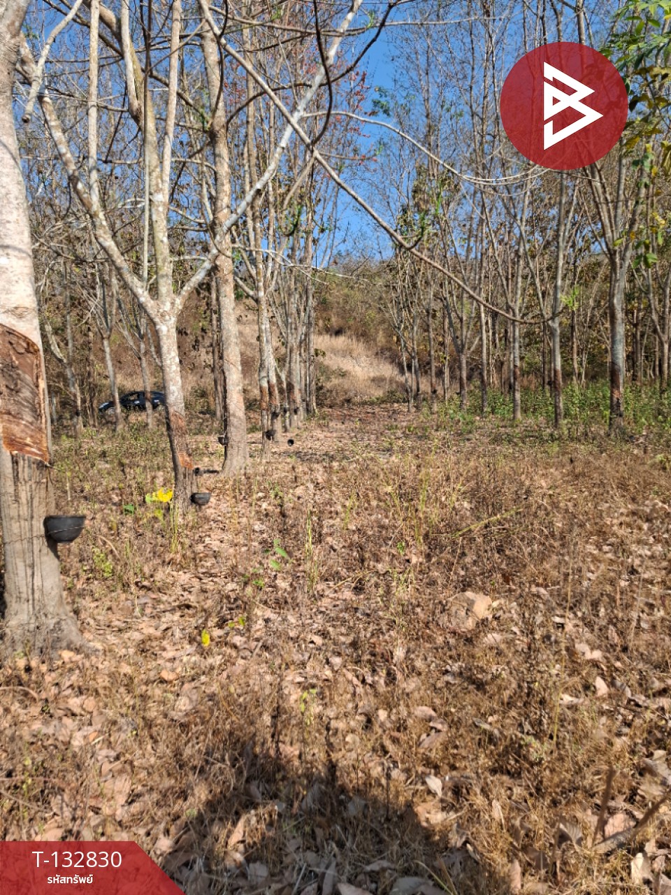 ขายที่ดิน เนื้อที่ 7 ไร่ 3 งาน 91 ตร.วา เทิง เชียงราย 10