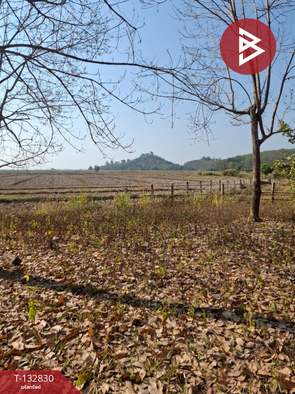 ขายที่ดิน เนื้อที่ 7 ไร่ 3 งาน 91 ตร.วา เทิง เชียงราย 12