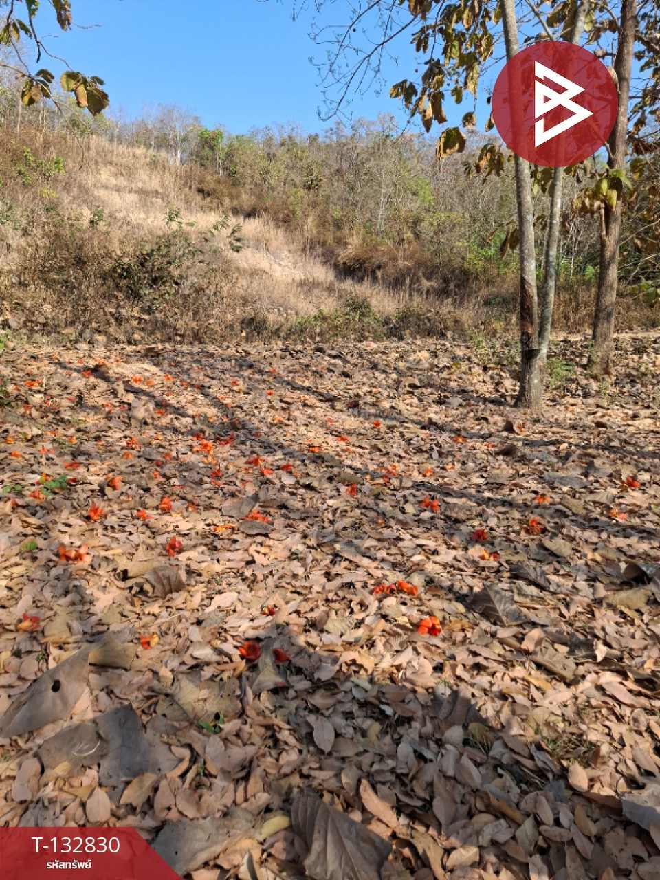 ขายที่ดิน เนื้อที่ 7 ไร่ 3 งาน 91 ตร.วา เทิง เชียงราย 3