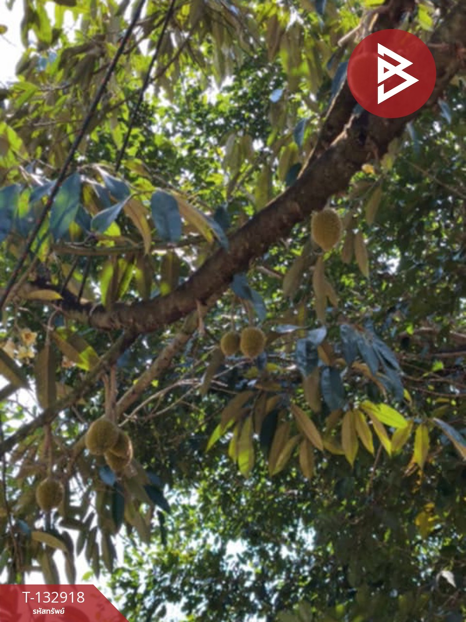 ขายที่ดินพร้อมสวน เนื้อที่ 8 ไร่ 2 งาน 10 ตร.วา เขาคิชฌกูฏ จันทบุรี 7