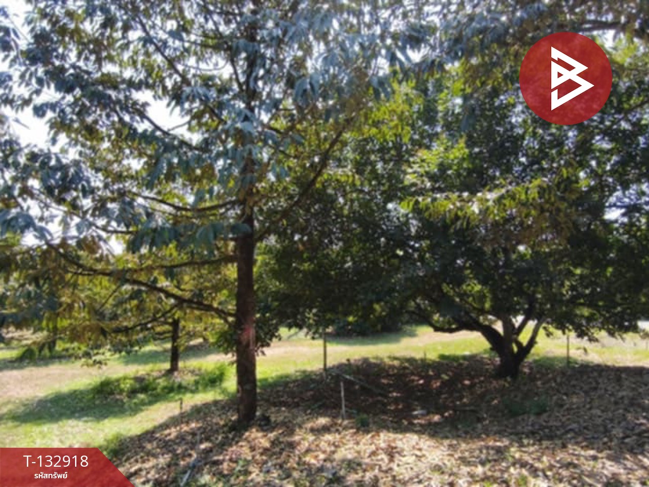 ขายที่ดินพร้อมสวน เนื้อที่ 8 ไร่ 2 งาน 10 ตร.วา เขาคิชฌกูฏ จันทบุรี 5