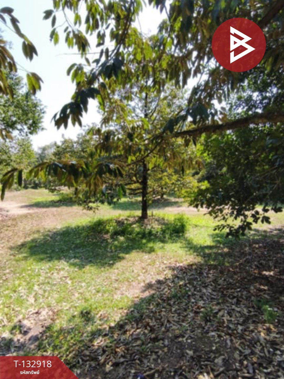 ขายที่ดินพร้อมสวน เนื้อที่ 8 ไร่ 2 งาน 10 ตร.วา เขาคิชฌกูฏ จันทบุรี 4