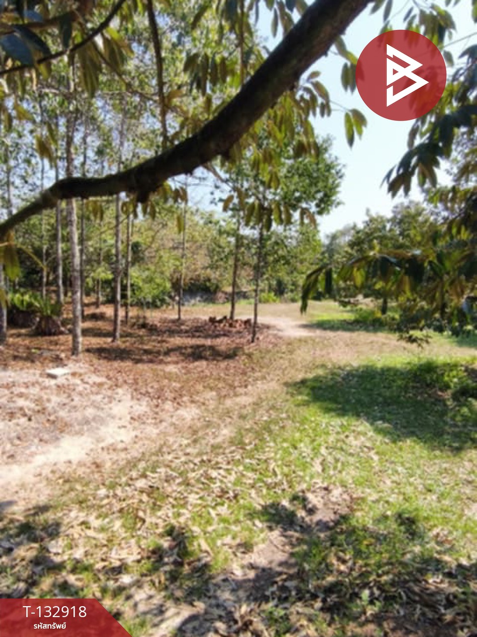 ขายที่ดินพร้อมสวน เนื้อที่ 8 ไร่ 2 งาน 10 ตร.วา เขาคิชฌกูฏ จันทบุรี 6