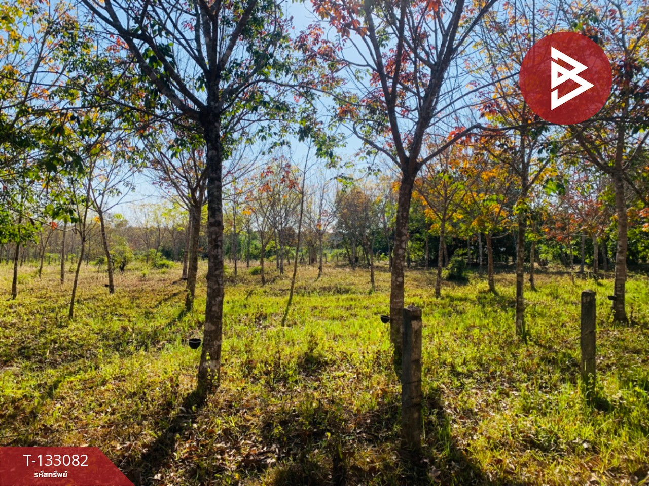 ขายที่ดิน เนื้อที่ 5 ไร่ 1 งาน 15 ตร.วา ดอนมดแดง อุบลราชธานี 3