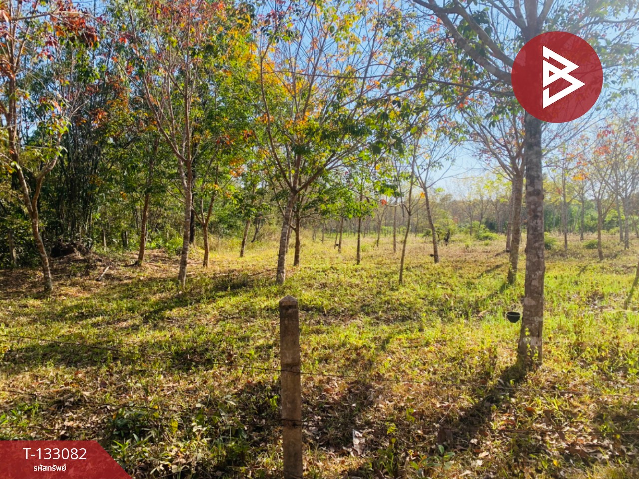 ขายที่ดิน เนื้อที่ 5 ไร่ 1 งาน 15 ตร.วา ดอนมดแดง อุบลราชธานี 4