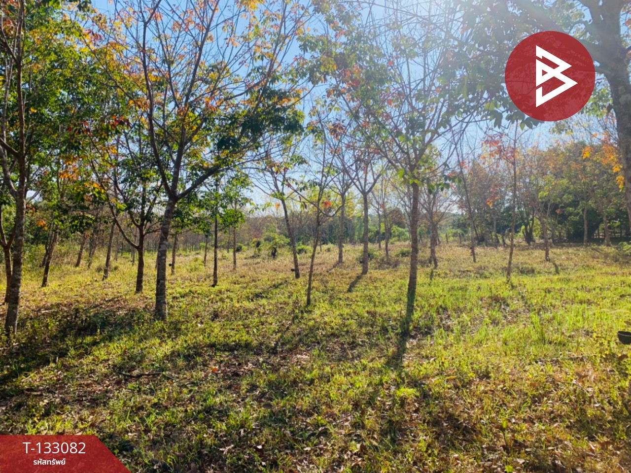 ขายที่ดิน เนื้อที่ 5 ไร่ 1 งาน 15 ตร.วา ดอนมดแดง อุบลราชธานี 5