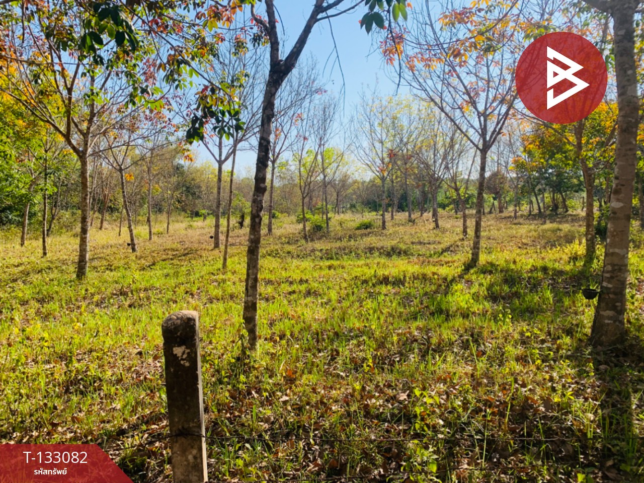 ขายที่ดิน เนื้อที่ 5 ไร่ 1 งาน 15 ตร.วา ดอนมดแดง อุบลราชธานี 6