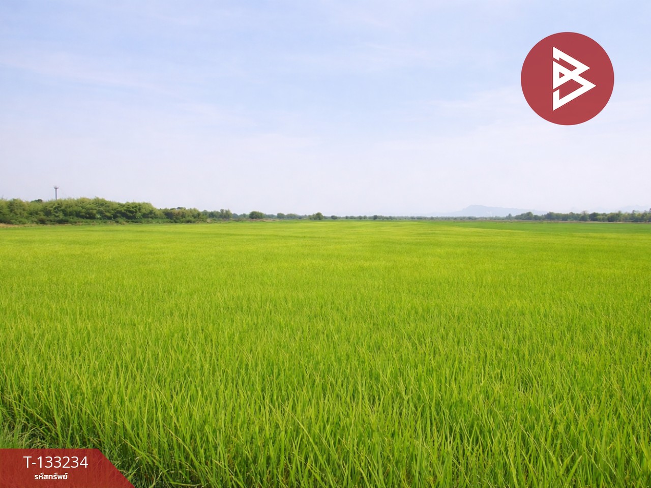 ขายที่ดิน เนื้อที่ 14 ไร่ 3 งาน 99 ตร.วา สมอแข พิษณุโลก 5