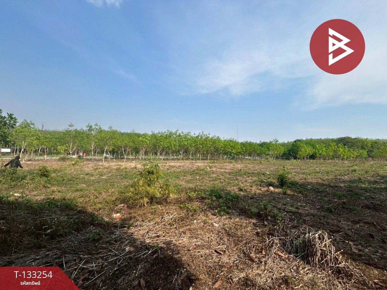 ขายที่ดิน เนื้อที่ 15 ไร่ 3 งาน 75 ตร.วา แกลง ระยอง 2