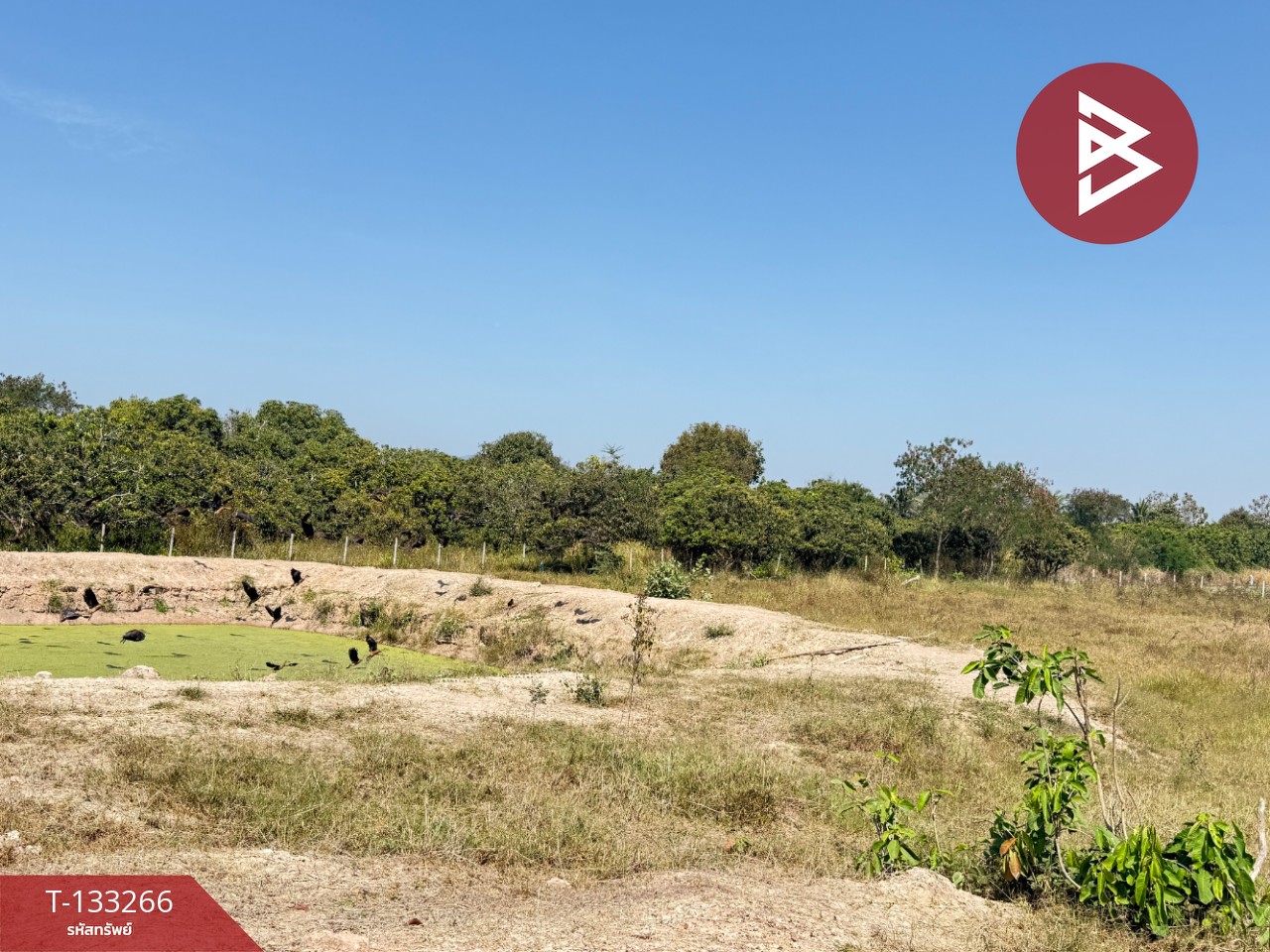 ขายที่ดิน เนื้อที่ 5 ไร่ 45.2 ตารางวา ดอยหล่อฝั่งตะวันตก เชียงใหม่ 4