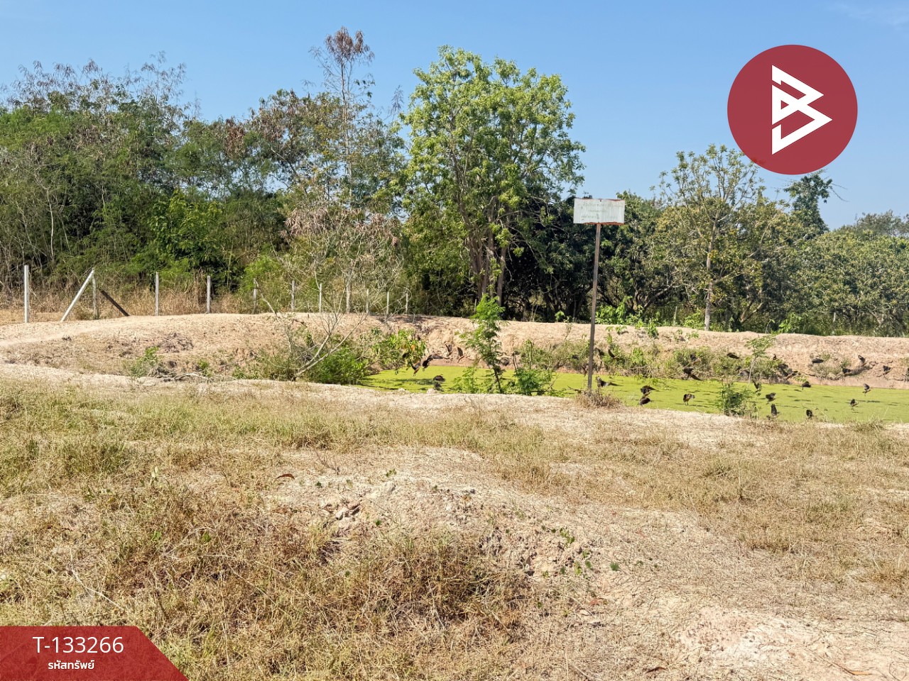 ขายที่ดิน เนื้อที่ 5 ไร่ 45.2 ตารางวา ดอยหล่อฝั่งตะวันตก เชียงใหม่ 13