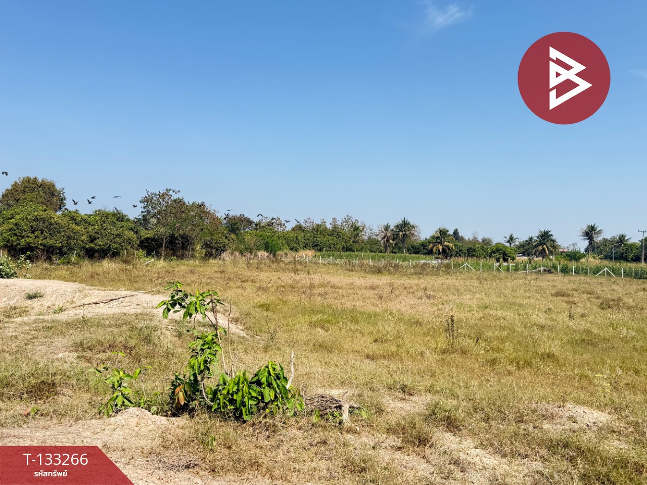 ขายที่ดิน เนื้อที่ 5 ไร่ 45.2 ตารางวา ดอยหล่อฝั่งตะวันตก เชียงใหม่ 5