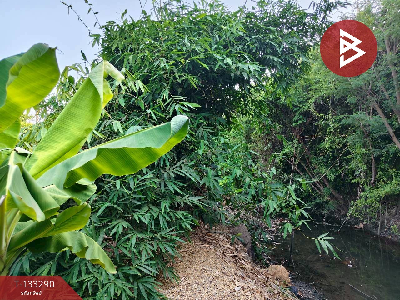 ขายบ้านเดี่ยวพร้อมที่ดิน เนื้อที่ 60 ตารางวา บ้านยาง เมืองนครปฐม รีโนเวทใหม่พร้อมอยู่ 15