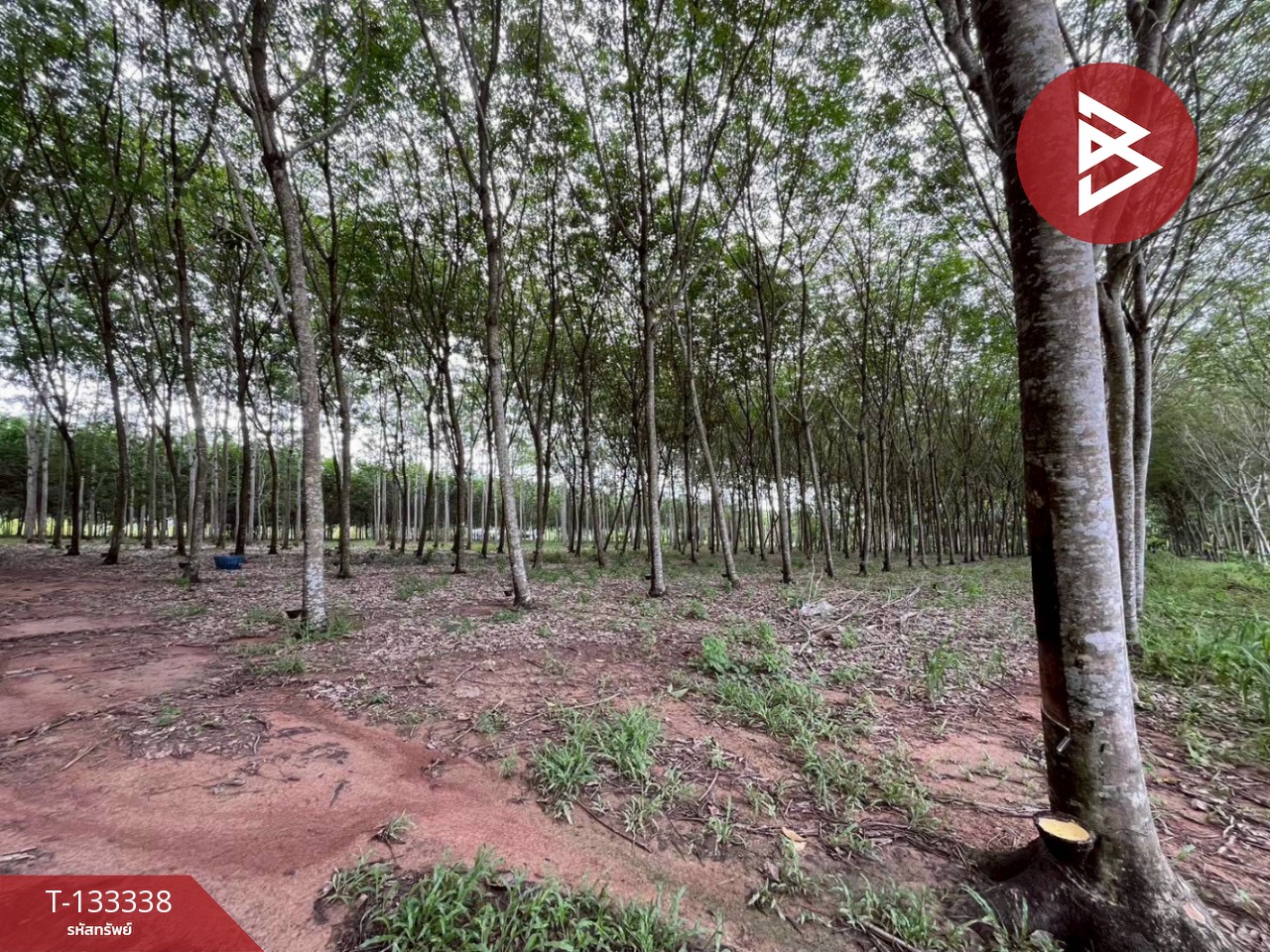 ขายที่ดิน เนื้อที่ 11 ไร่ 2 งาน 53 ตร.วา แกลง ระยอง 1