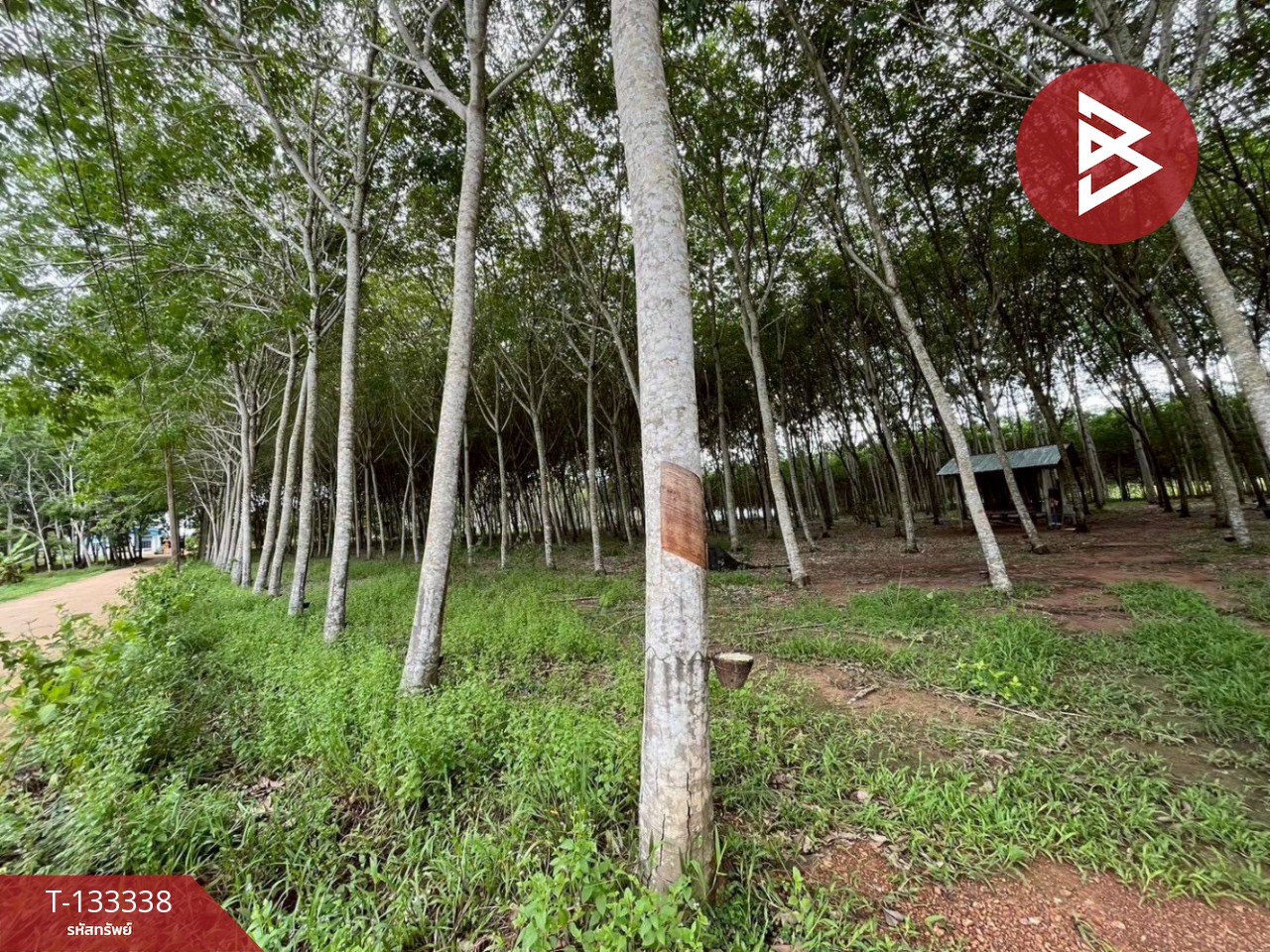 ขายที่ดิน เนื้อที่ 11 ไร่ 2 งาน 53 ตร.วา แกลง ระยอง 4