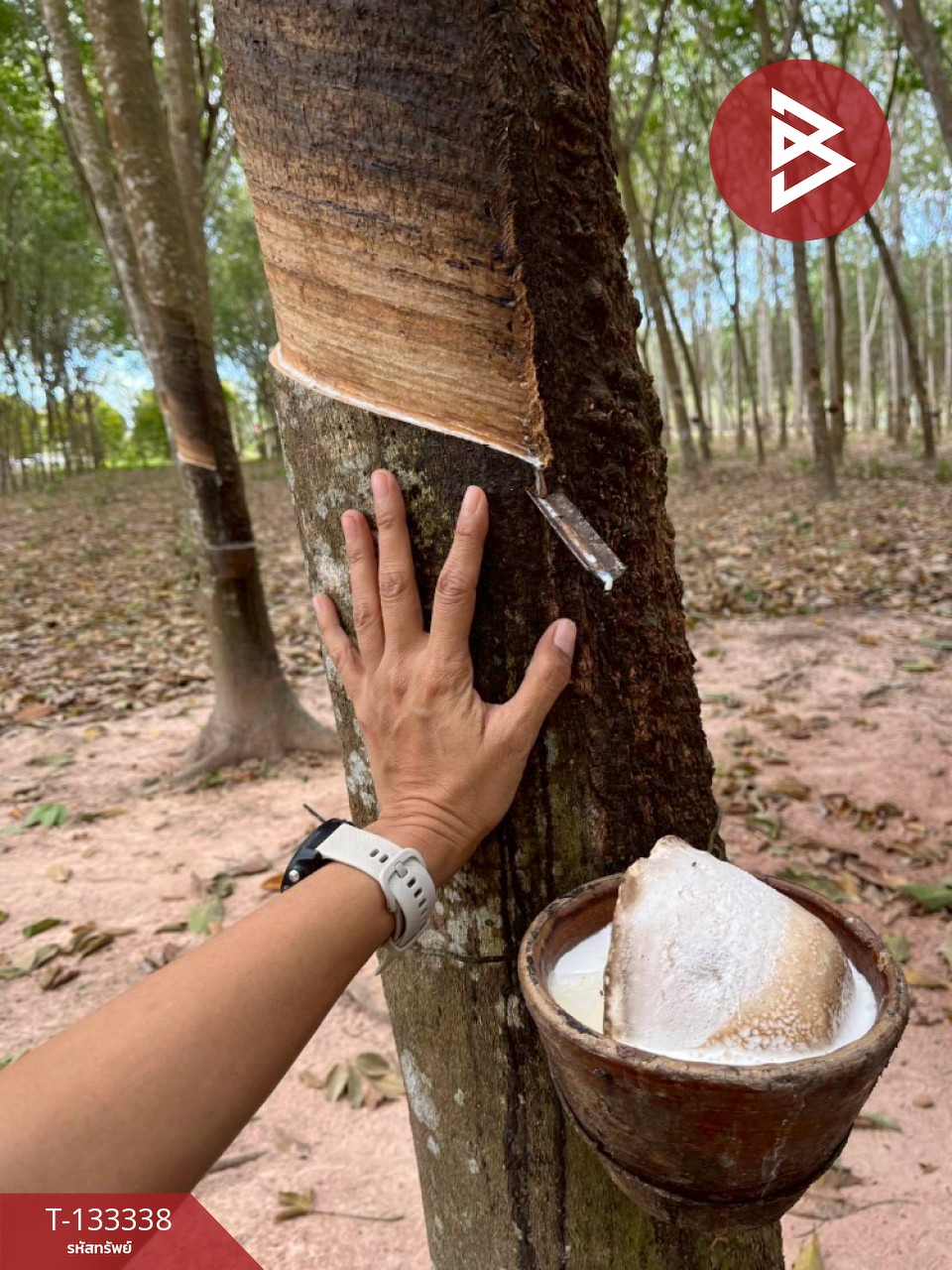 ขายที่ดิน เนื้อที่ 11 ไร่ 2 งาน 53 ตร.วา แกลง ระยอง 7