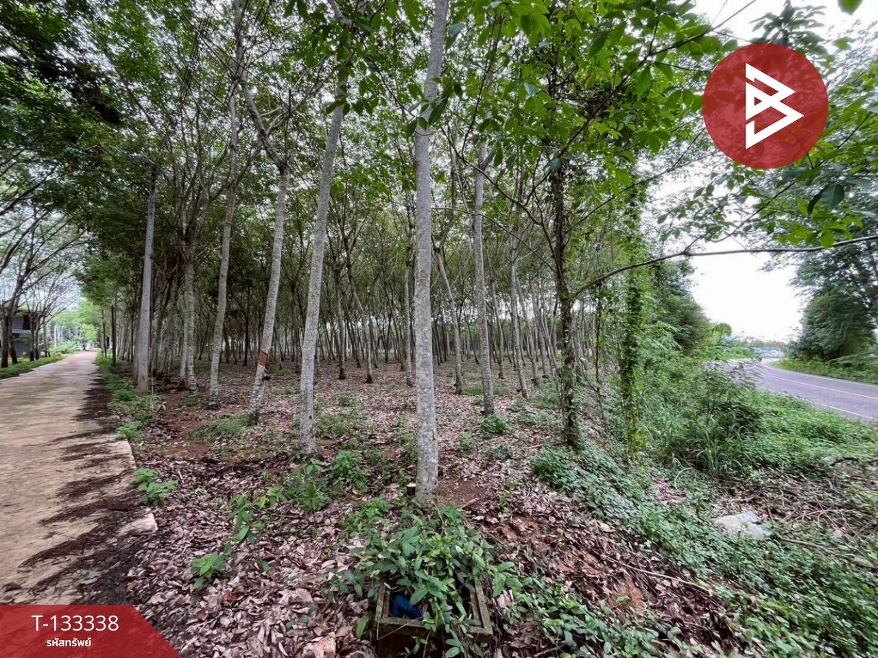 ขายที่ดิน เนื้อที่ 11 ไร่ 2 งาน 53 ตร.วา แกลง ระยอง 3