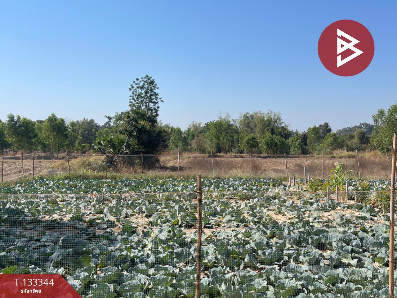 ขายที่ดิน เนื้อที่ 3 ไร่ 2 งาน 72.5 ตารางวา อ.ม่วงสามสิบ อุบลราชธานี ติดถนน 2