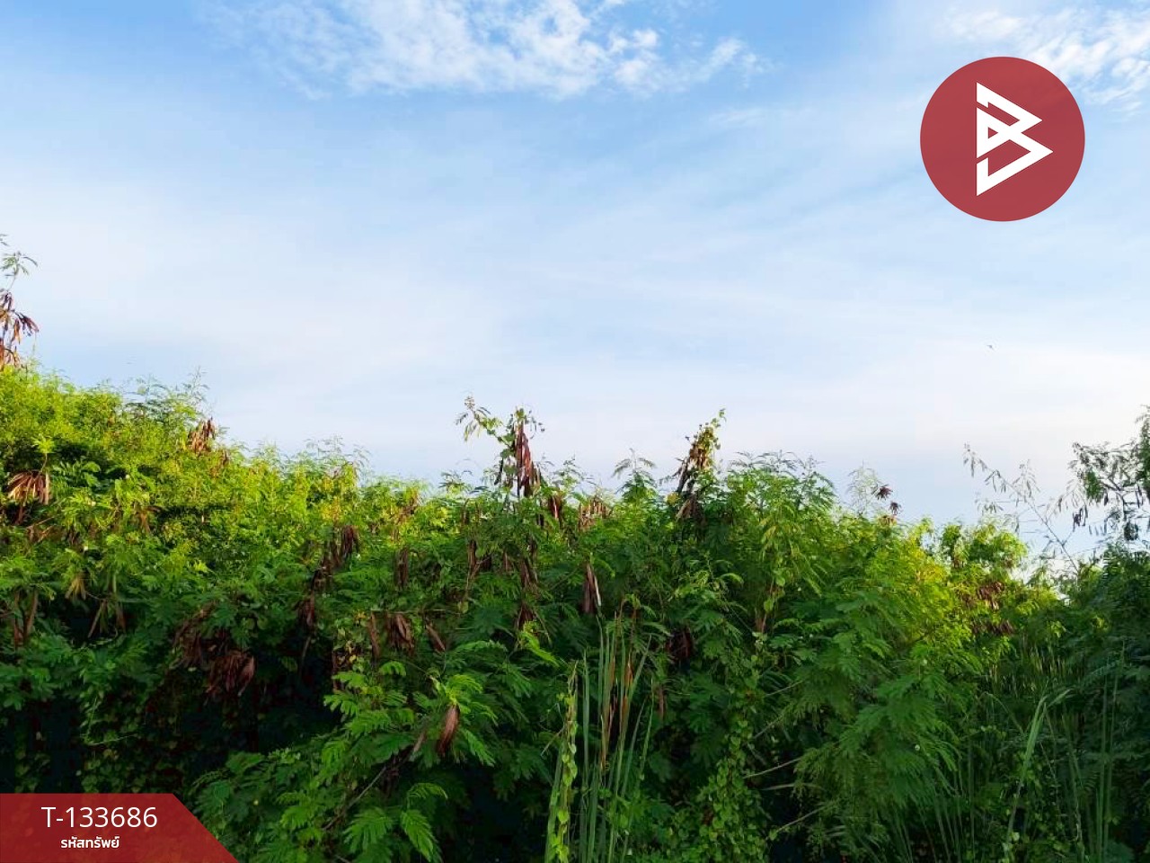 ขายที่ดิน เนื้อที่ 2 ไร่ 2 งาน กระทุ่มแบน สมุทรสาคร 2