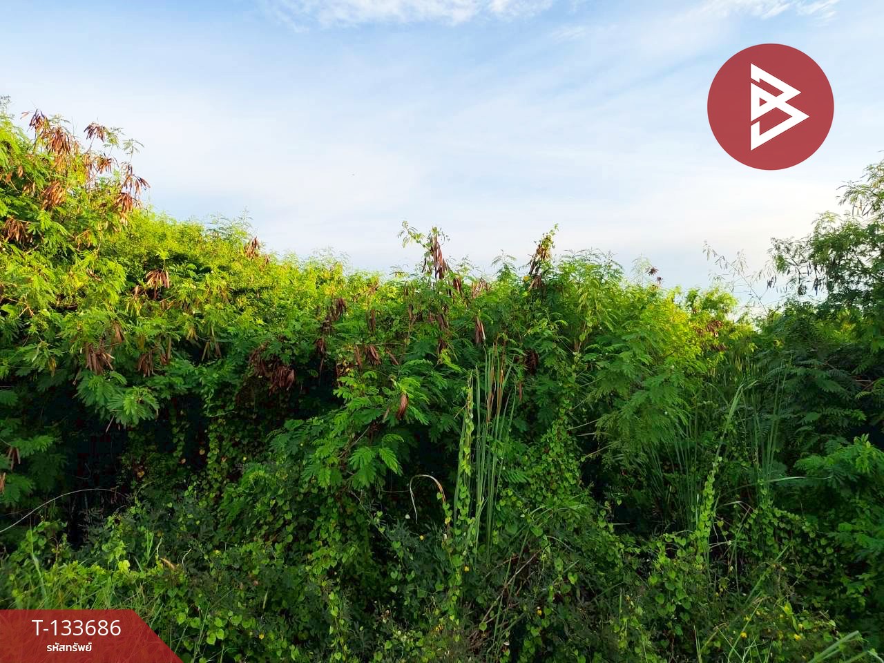 ขายที่ดิน เนื้อที่ 2 ไร่ 2 งาน กระทุ่มแบน สมุทรสาคร 1