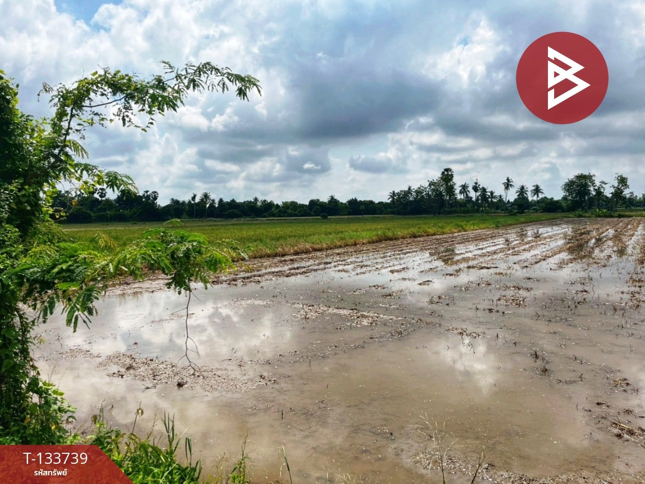 ขายที่ดิน เนื้อที่ 3 ไร่ 1 งาน 5.9 ตร.วา สรรพยา ชัยนาท 4