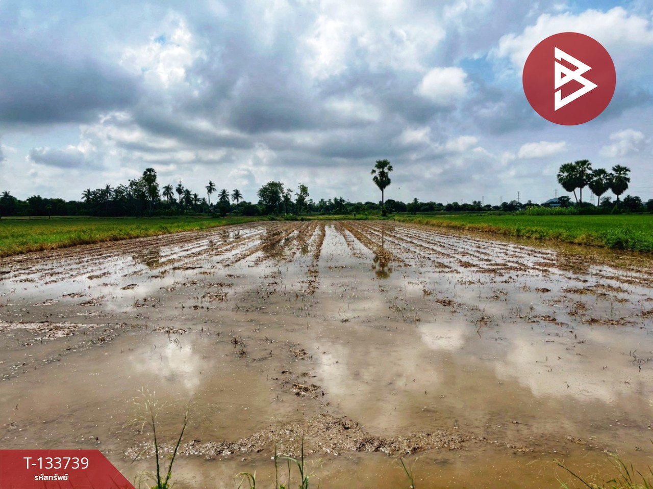 ขายที่ดิน เนื้อที่ 3 ไร่ 1 งาน 5.9 ตร.วา สรรพยา ชัยนาท 6