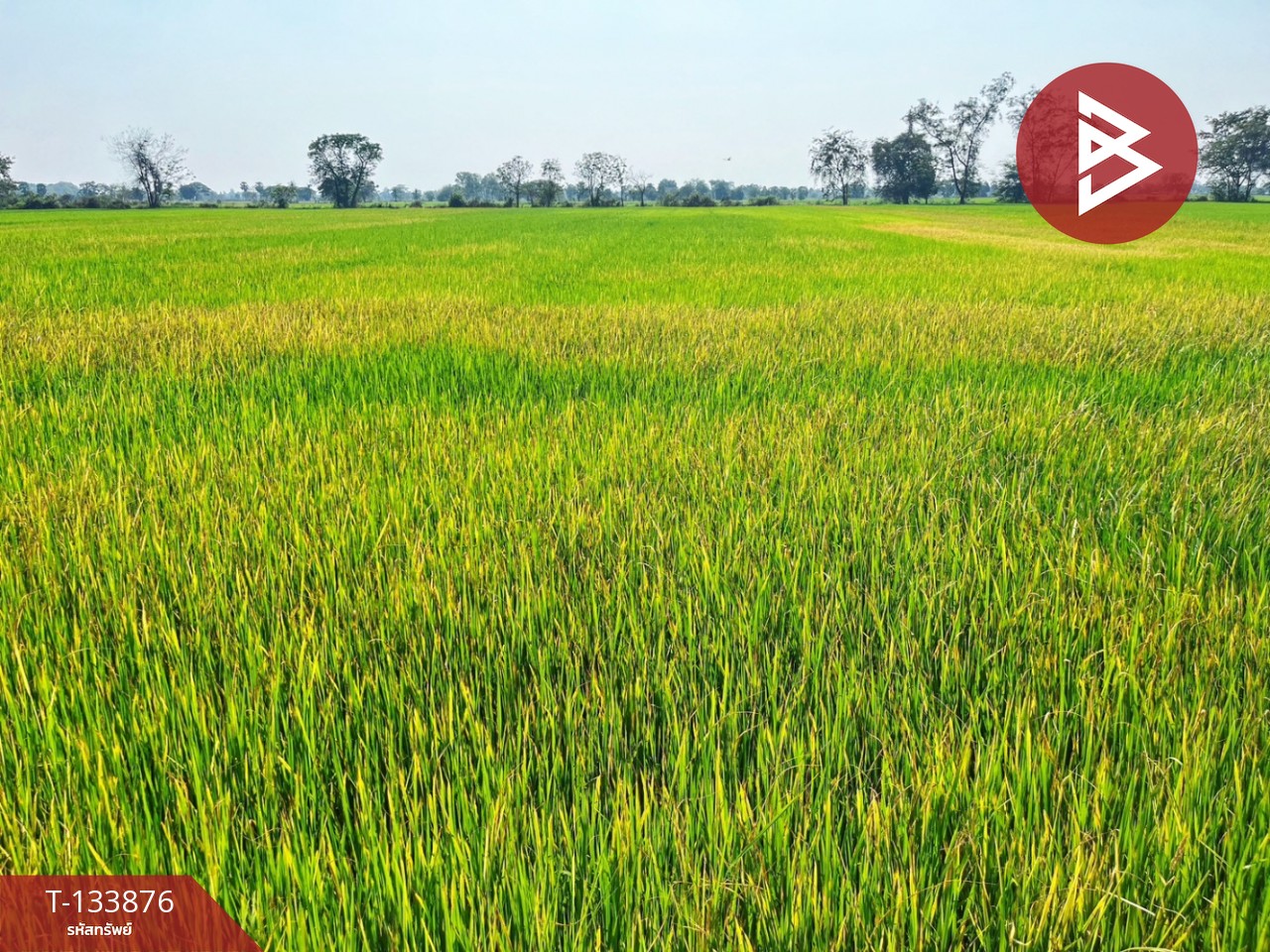 ขายที่ดิน เนื้อที่ 6 ไร่ สรรพยา ชัยนาท 2