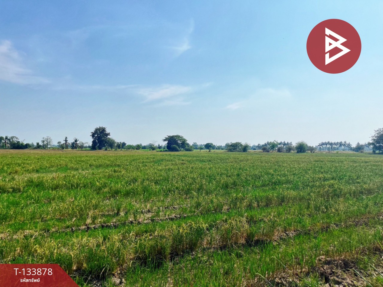 ขายที่ดิน เนื้อที่ 8 ไร่ 2 งาน 62 ตร.วา สรรพยา ชัยนาท 6