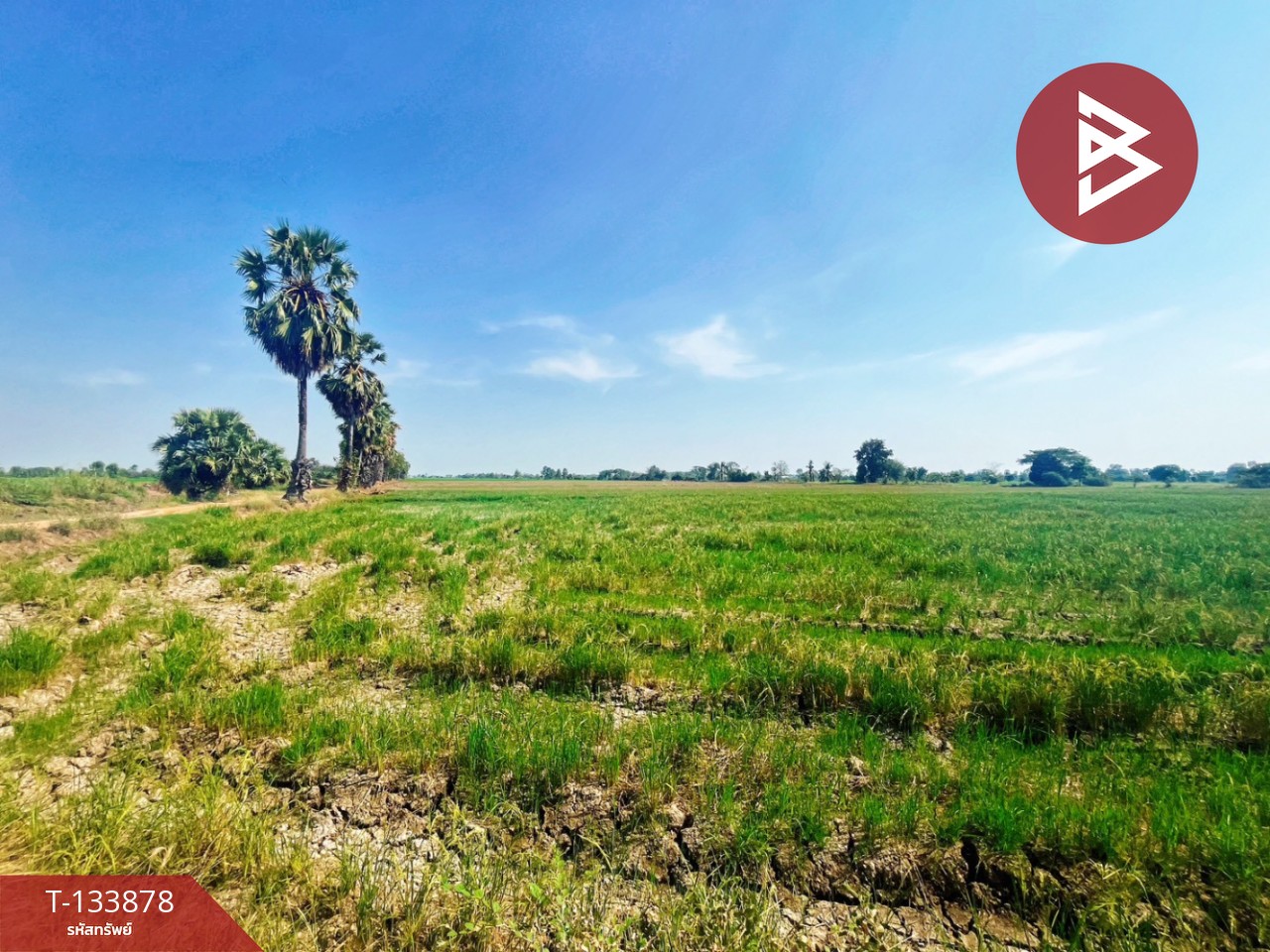 ขายที่ดิน เนื้อที่ 8 ไร่ 2 งาน 62 ตร.วา สรรพยา ชัยนาท 1